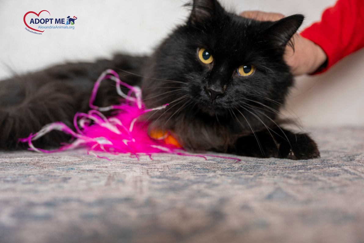 Floof_Cat_AWLA_03242024_ALD_04.jpg