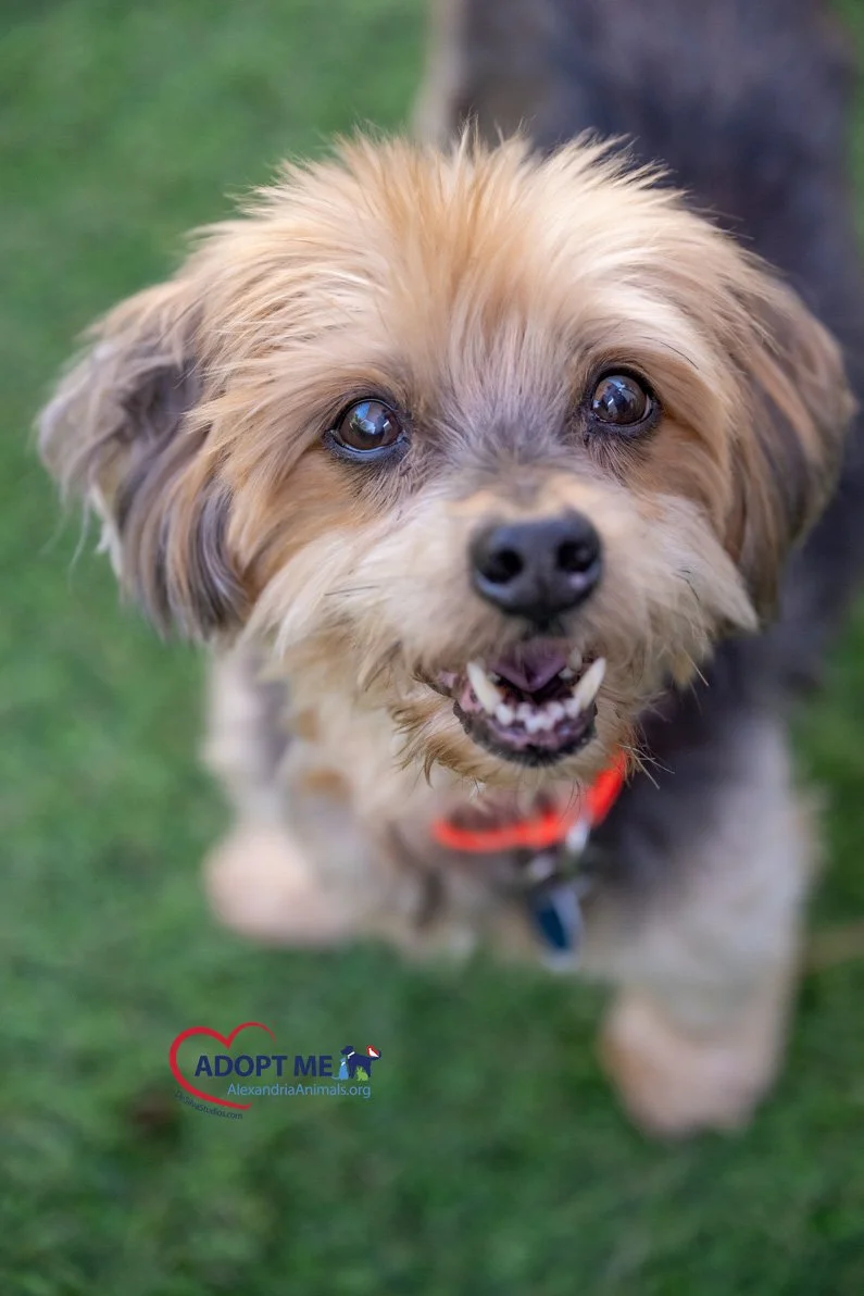 Tuffy_Dog_AWLA_09042025_ALD_012.jpg