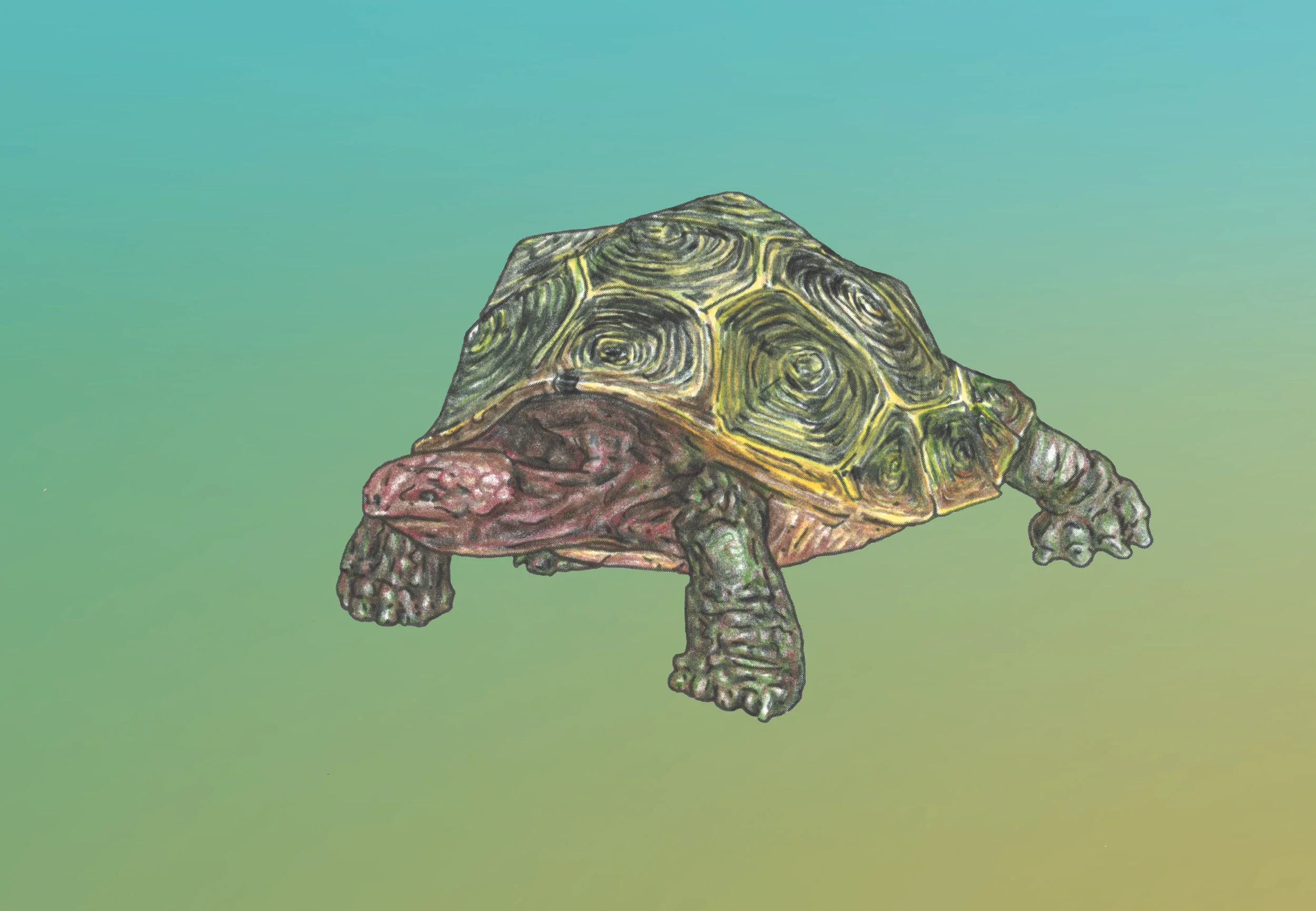 T is for Tortoise