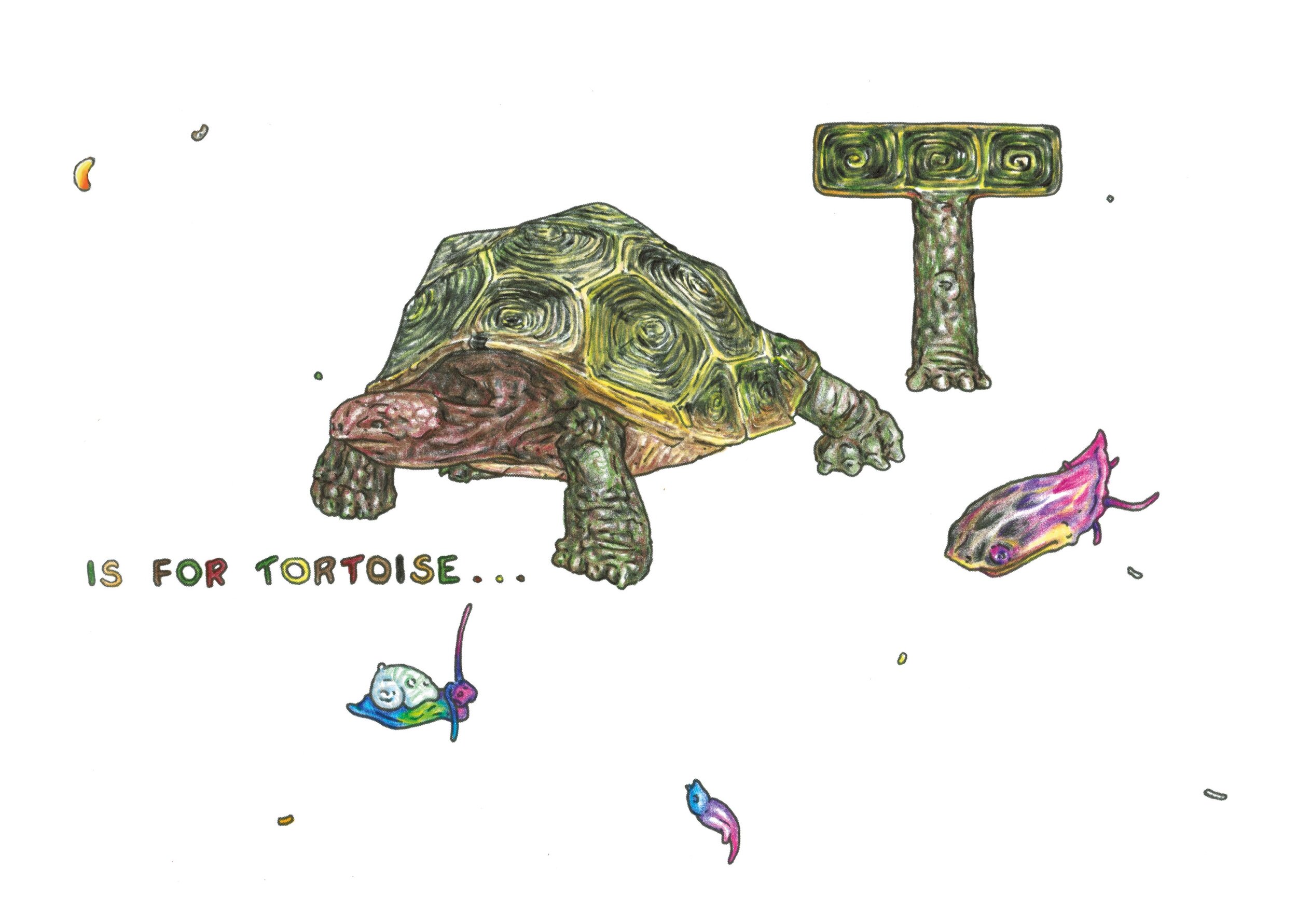 T is for Tortoise