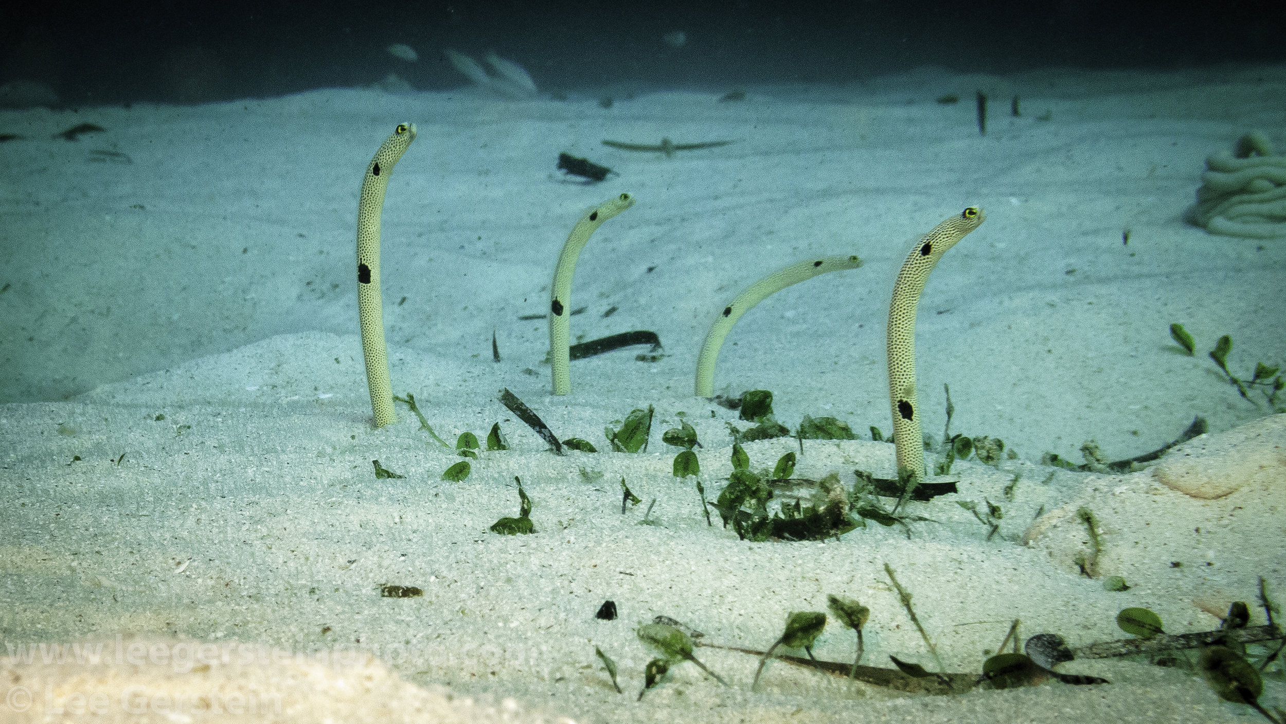 Garden Eels