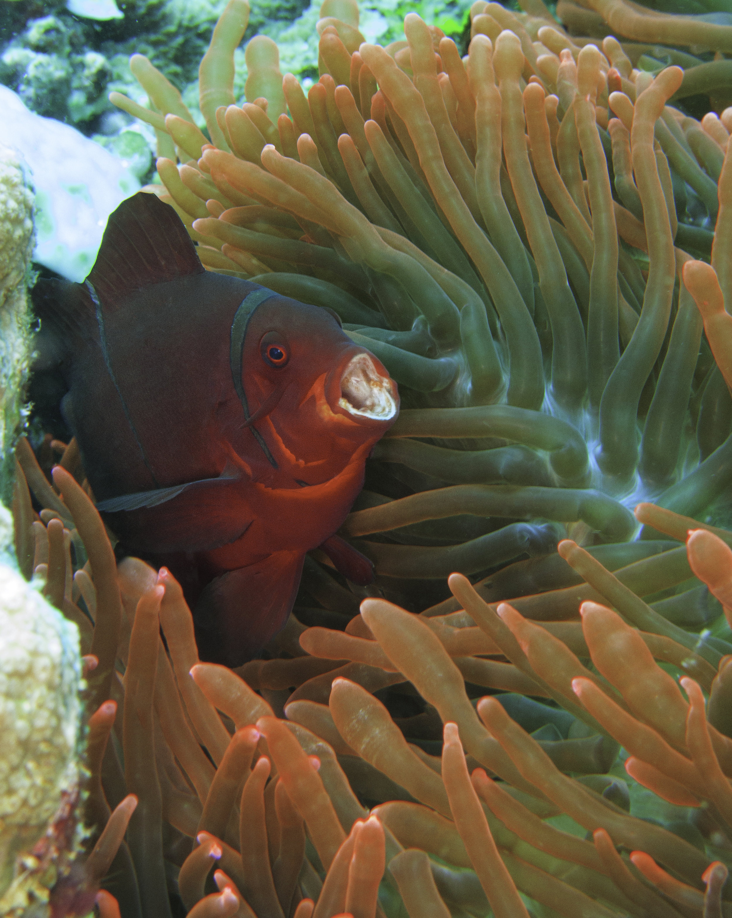 Spine Cheeked Anemone Fish