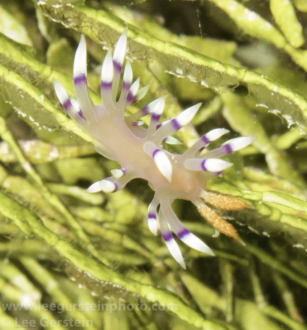 Nudibranch - Much-desired Flabellina (Flabellina exoptata)