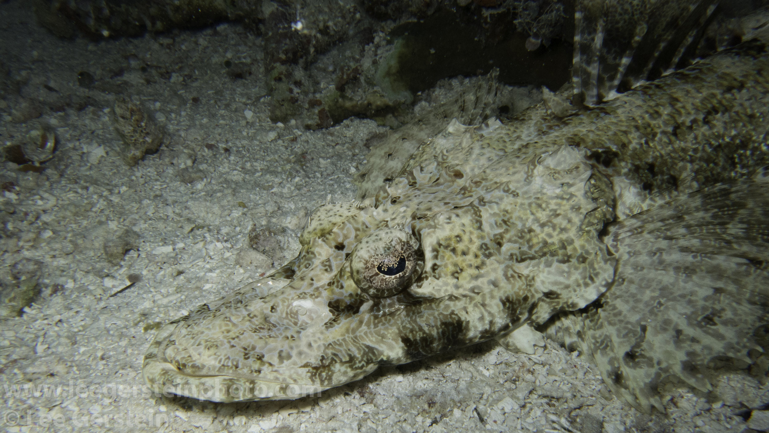 Crocodile Fish