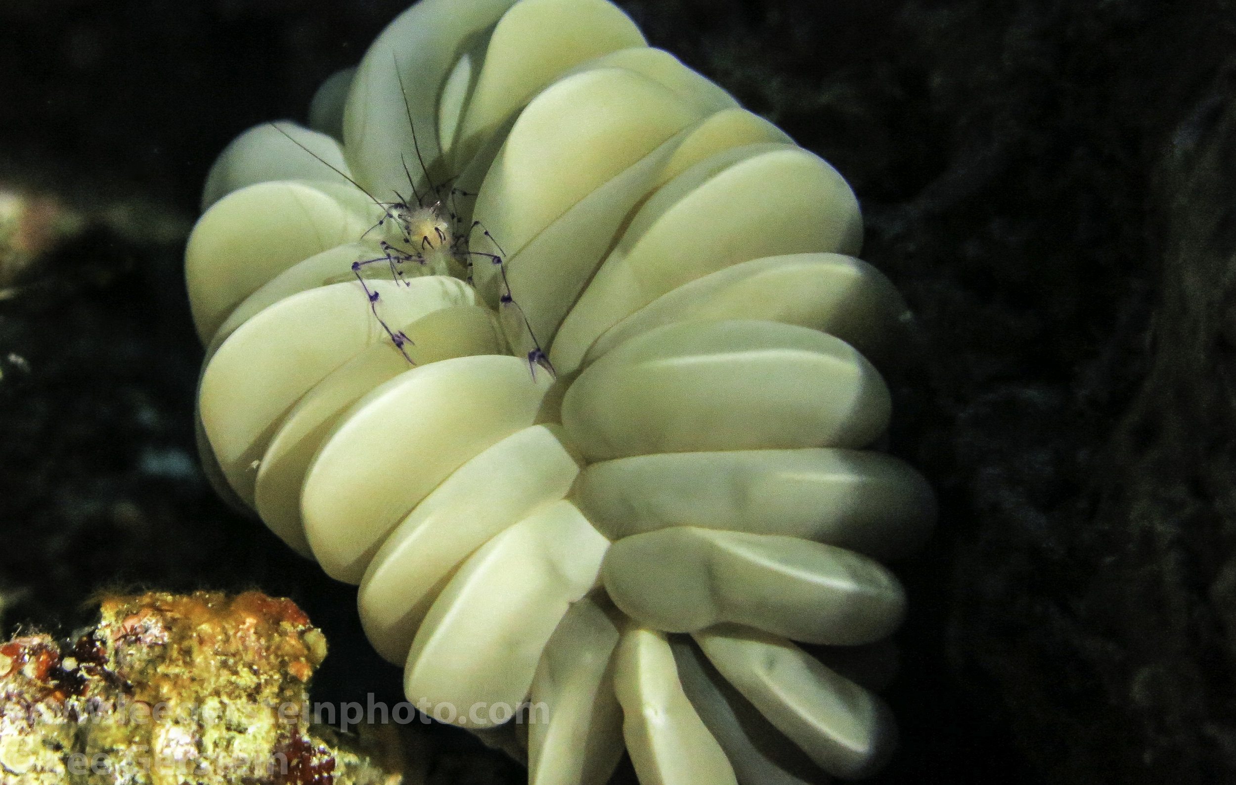 Bubble Coral Shrimp