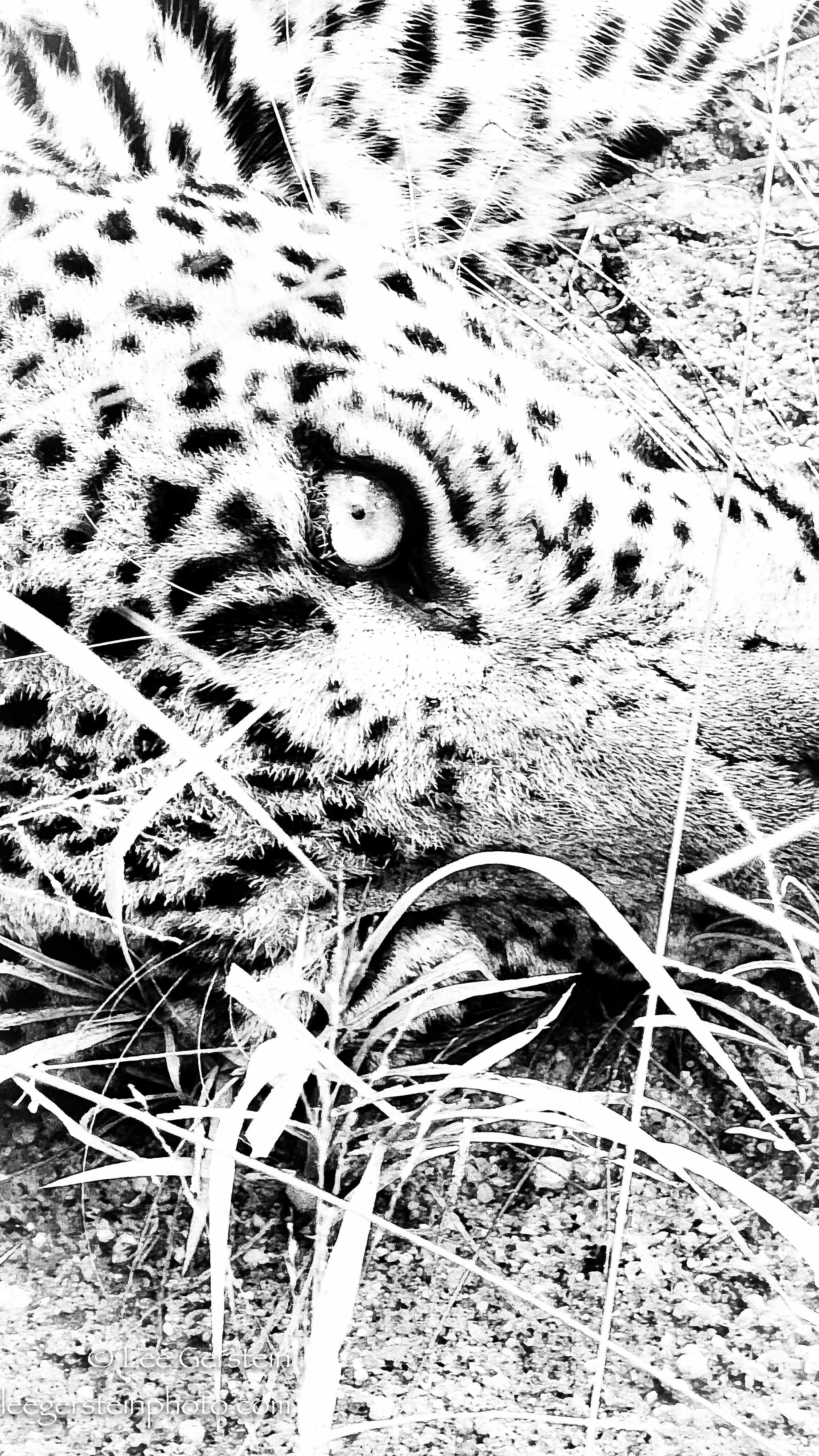 Leopard b&w highest contrast.jpg