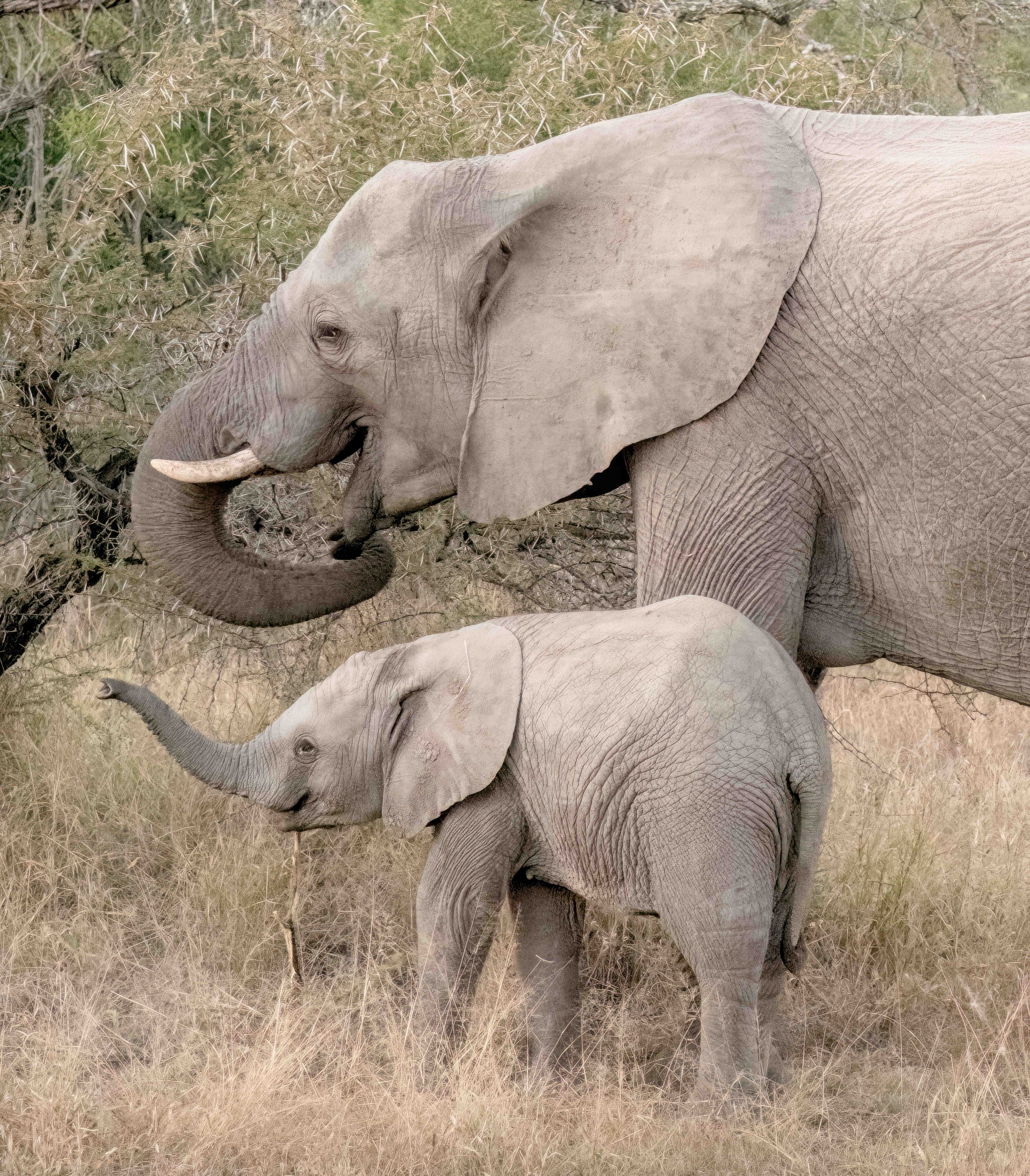 Elephant mother & young crop-.jpg