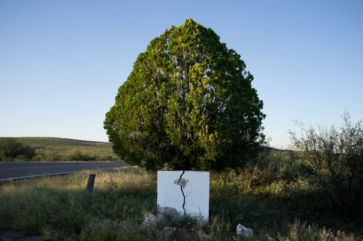 Juniper Tectonics from the series TO BUILD ITSELF RUIN OR WONDER Archival Pigment Print 2012–2014