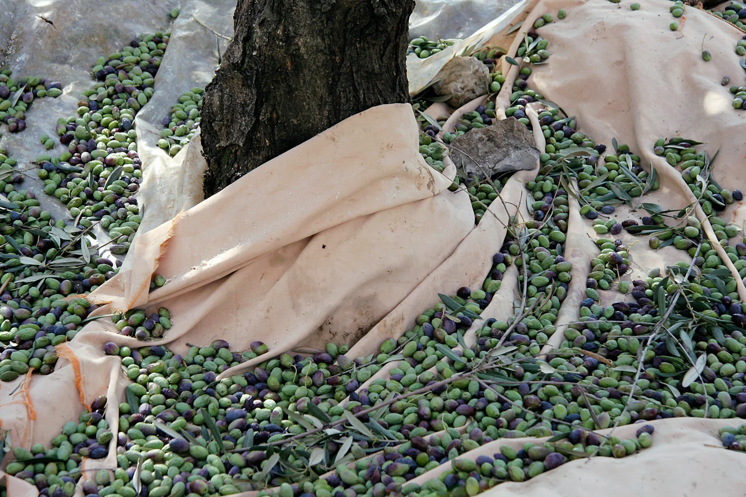 Olives from the series CONATUS Digital C-Print 2008