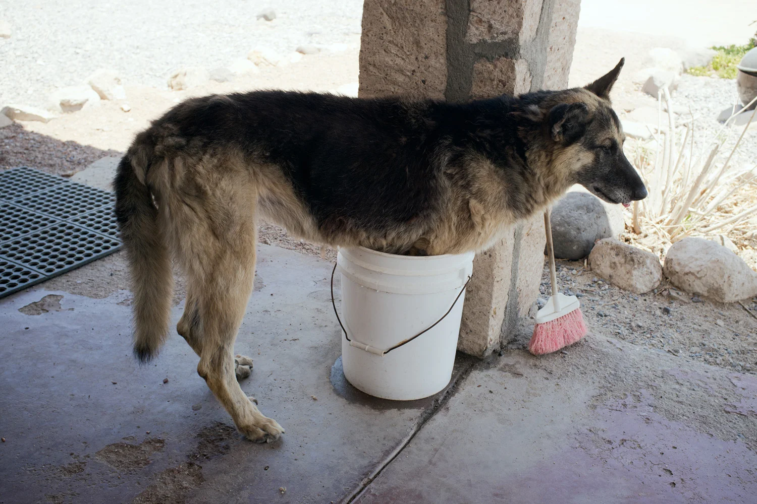 aboulhosn_03_bucketdog.jpg
