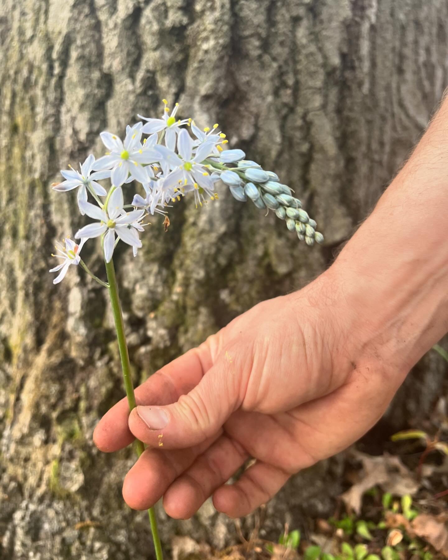 our native wild hyacinth (Camassia scilloides) being a stunning, gorgeous, complex main character. Plant these bulbs in your gardens!
