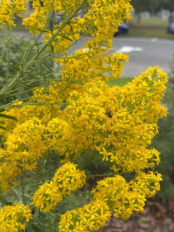 pollinator paradise!  september should win awards for diversity and native flower power!  look that these blooms and bug friends 🐞🐝🌻