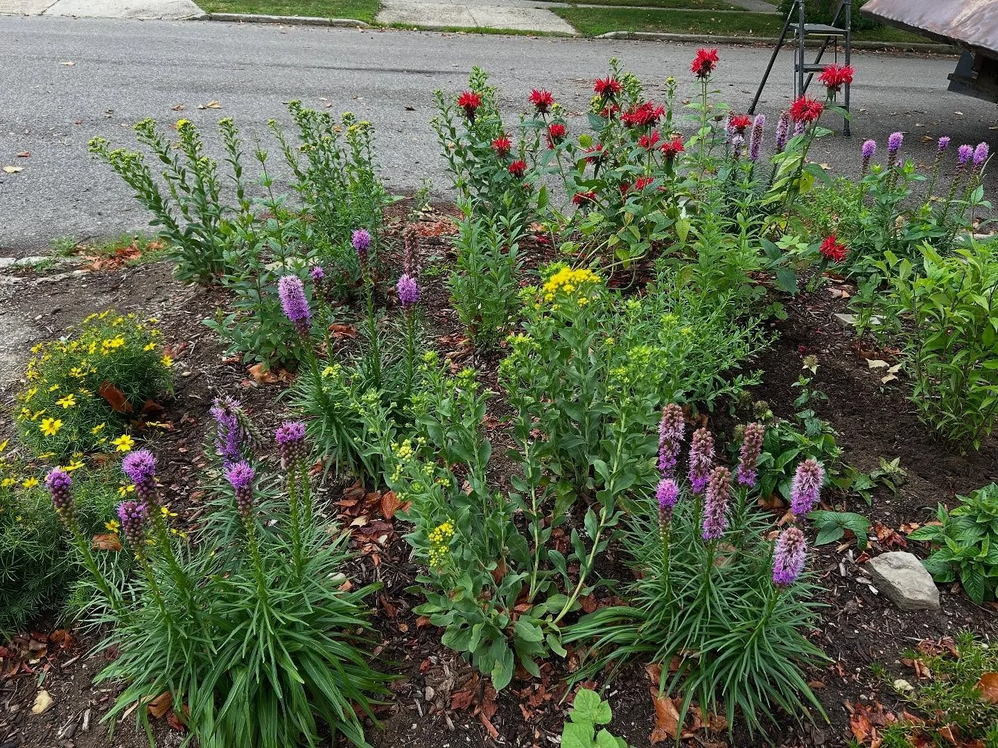 1st year streetside garden! not bad for a spring planting! with some backyard Threadleaf Mountain Mint.
&bull;
#garden #gardening #gardendesign #design #eco #ecology #habitat #plants #nativeplants #native #wildlife #conservation #ecological #ecologic