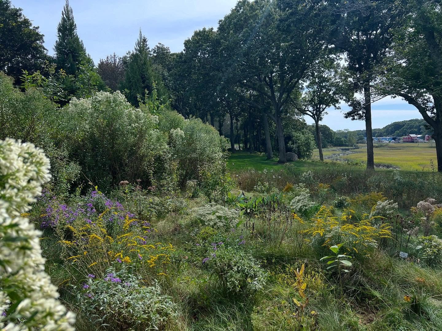 some wild-but-managed meadow splendor
&bull;
#garden #gardening #gardendesign #design #eco #ecology #habitat #plants #nativeplants #native #wildlife #conservation #ecological #ecologicalrestoration #homeandgarden #birds #pollinators #landscape #lands