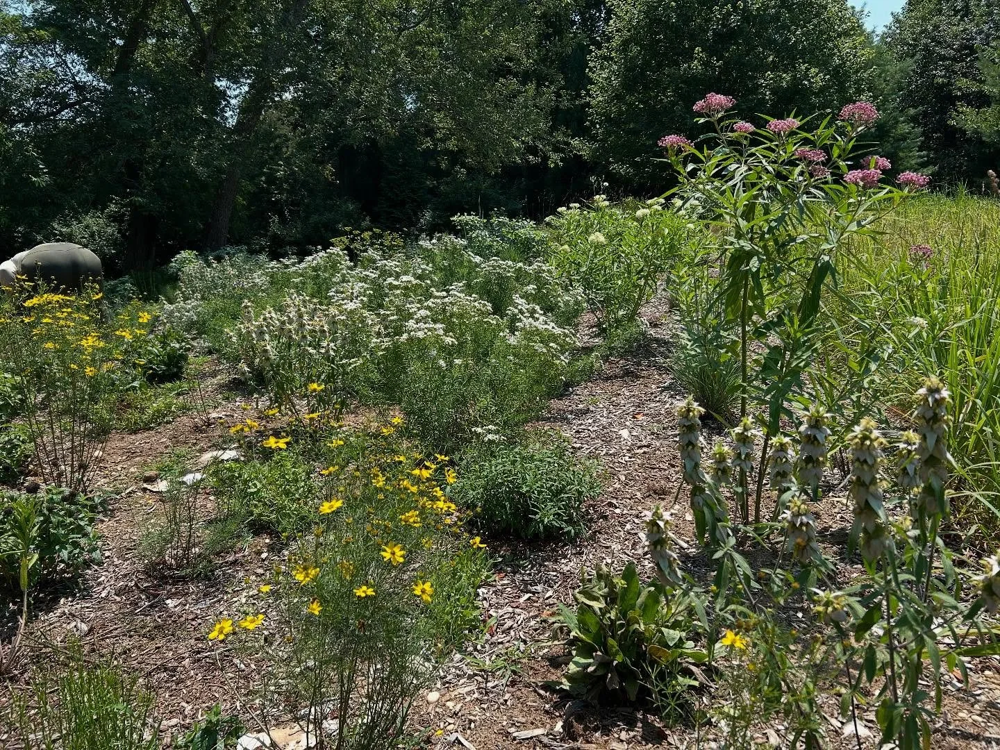 some late July meadow madness! ☀️💚☀️
&bull;
#garden #gardening #gardendesign #design #  #eco #ecology #habitat #plants #nativeplants #native #wildlife #conservation #ecological #ecologicalrestoration #homeandgarden #birds #pollinators