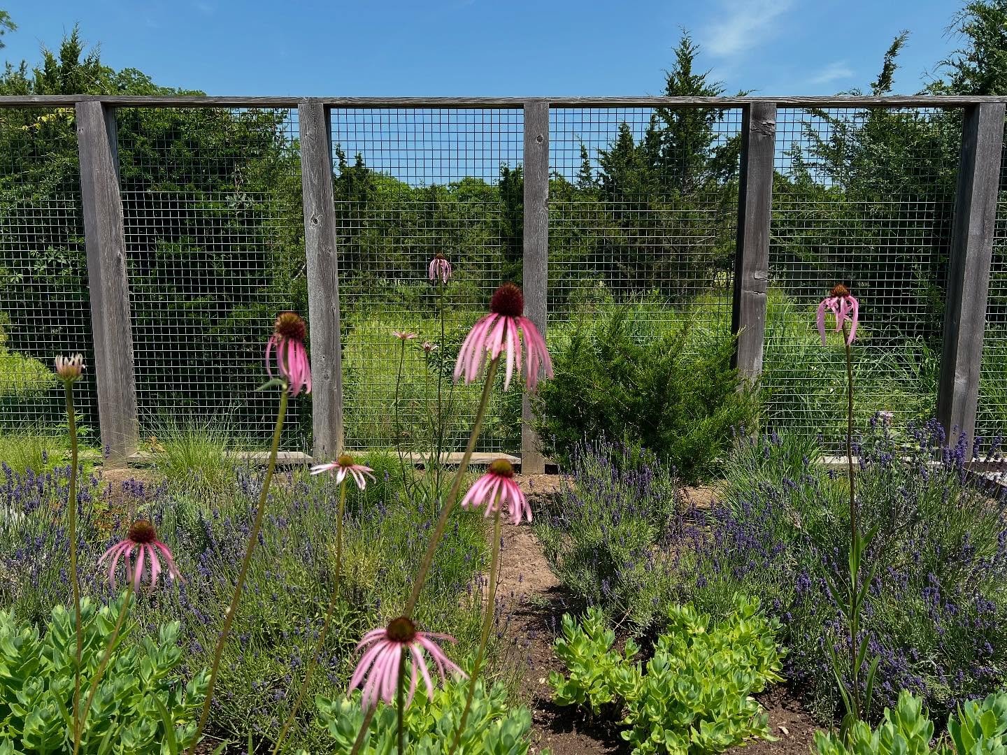 echinacea pallida&rsquo;s pale pink-purple rays popping out!
&bull;
#garden #gardening #gardendesign #design #  #eco #ecology #habitat #plants #nativeplants #native #wildlife #conservation #ecological #ecologicalrestoration #homeandgarden #birds #pol