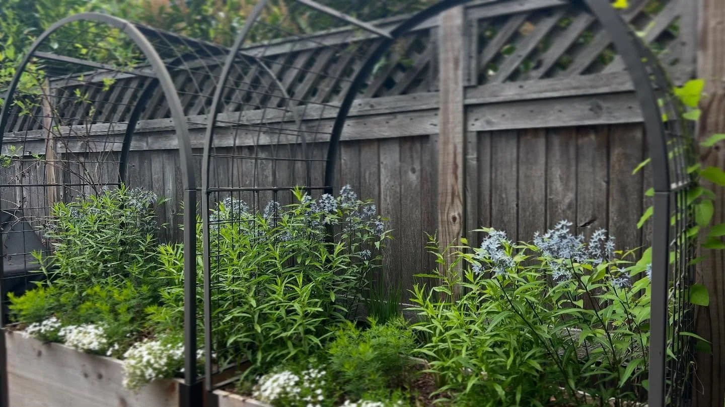 natives in containers! + some spring surprises 🌸

&bull;
#garden #gardening #gardendesign #design #eco #ecology #habitat #plants #nativeplants #native #wildlife #conservation #ecological #ecologicalrestoration #homeandgarden #birds #pollinators #wil