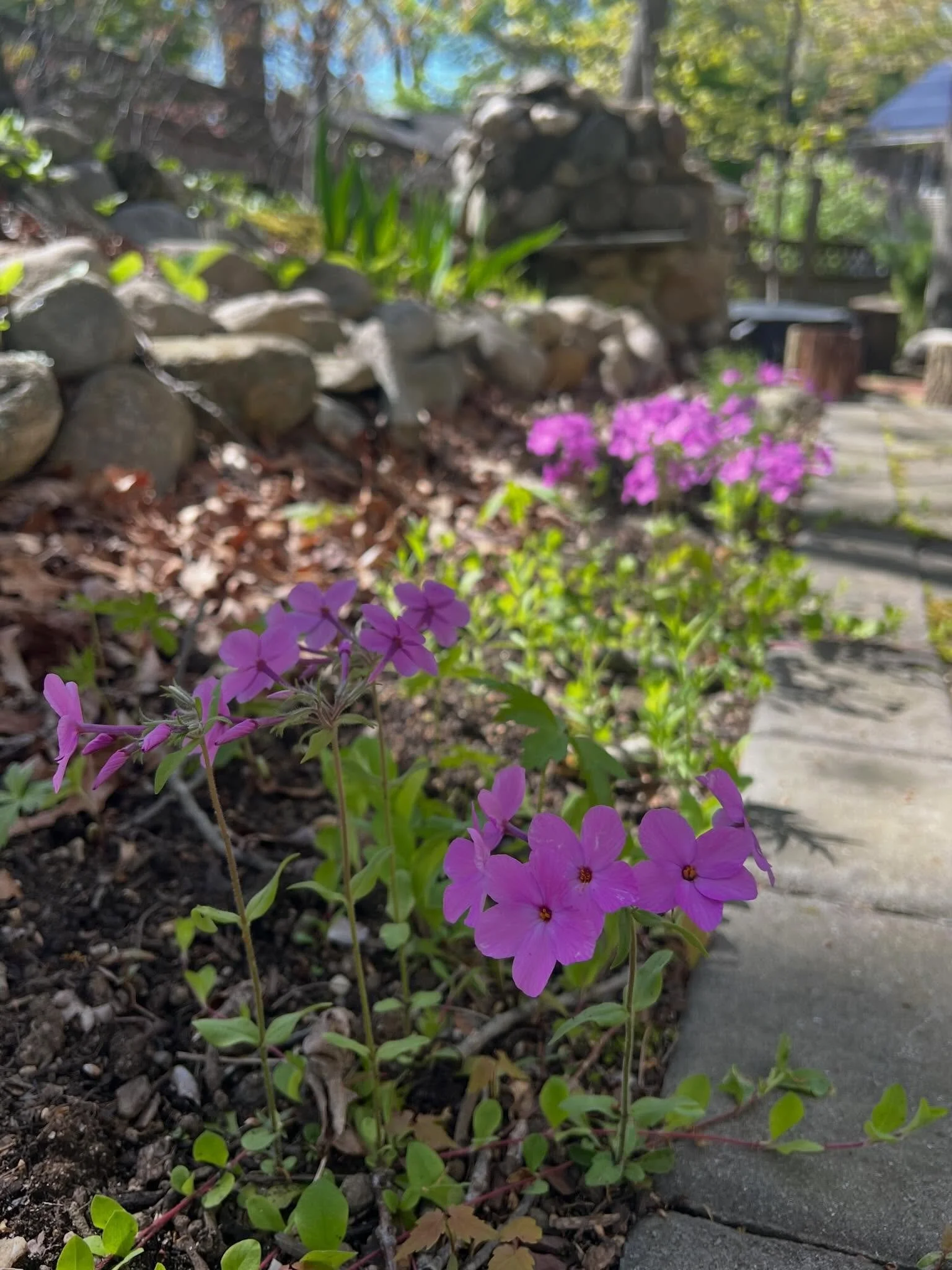 Phlox stolonifera in bloom!!
A great shady woodland alternative to the famous Phlox subulata 💜
&bull;
#garden #gardening #gardendesign #native #nativeplants