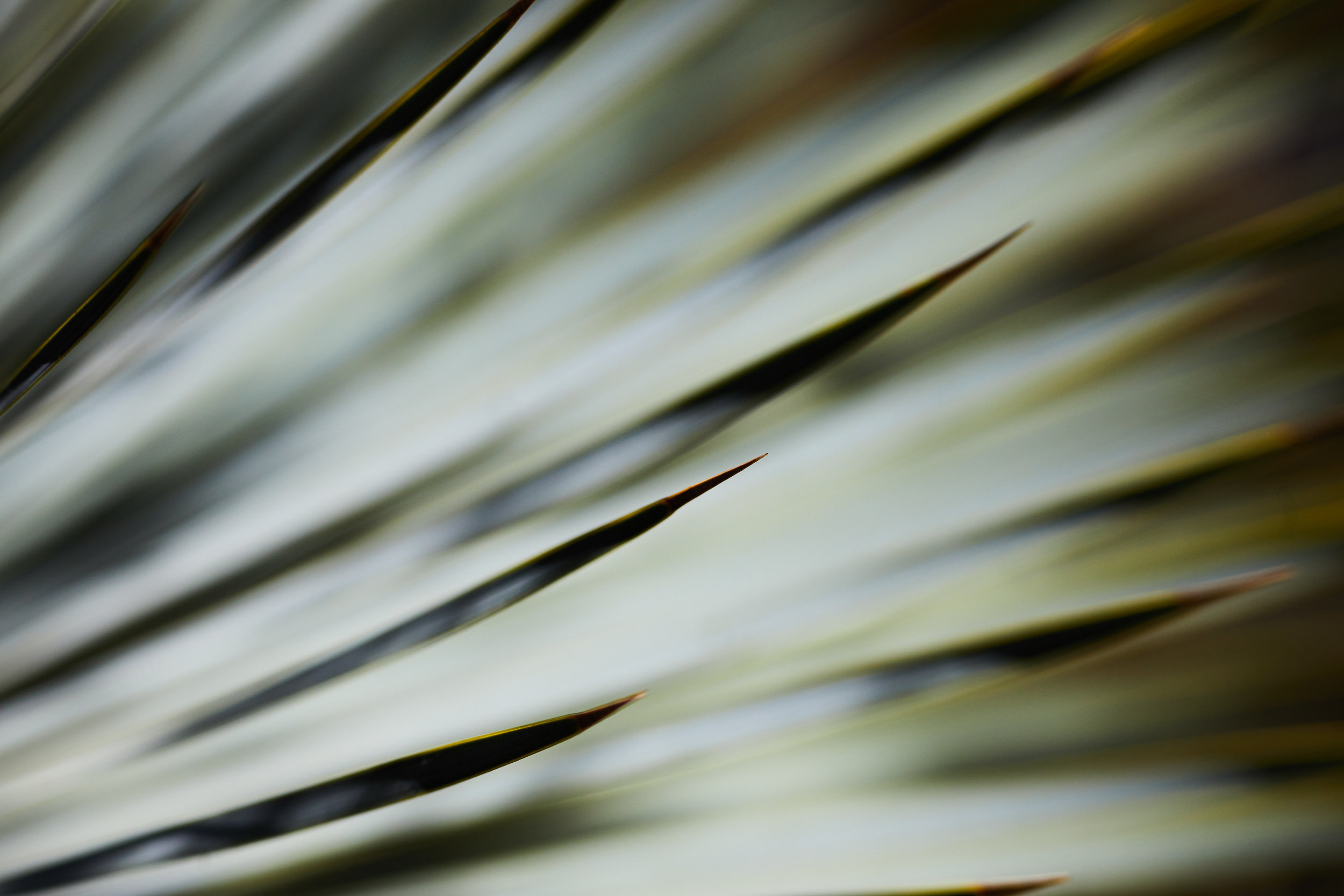 VenicePlants_1759 copy.jpg