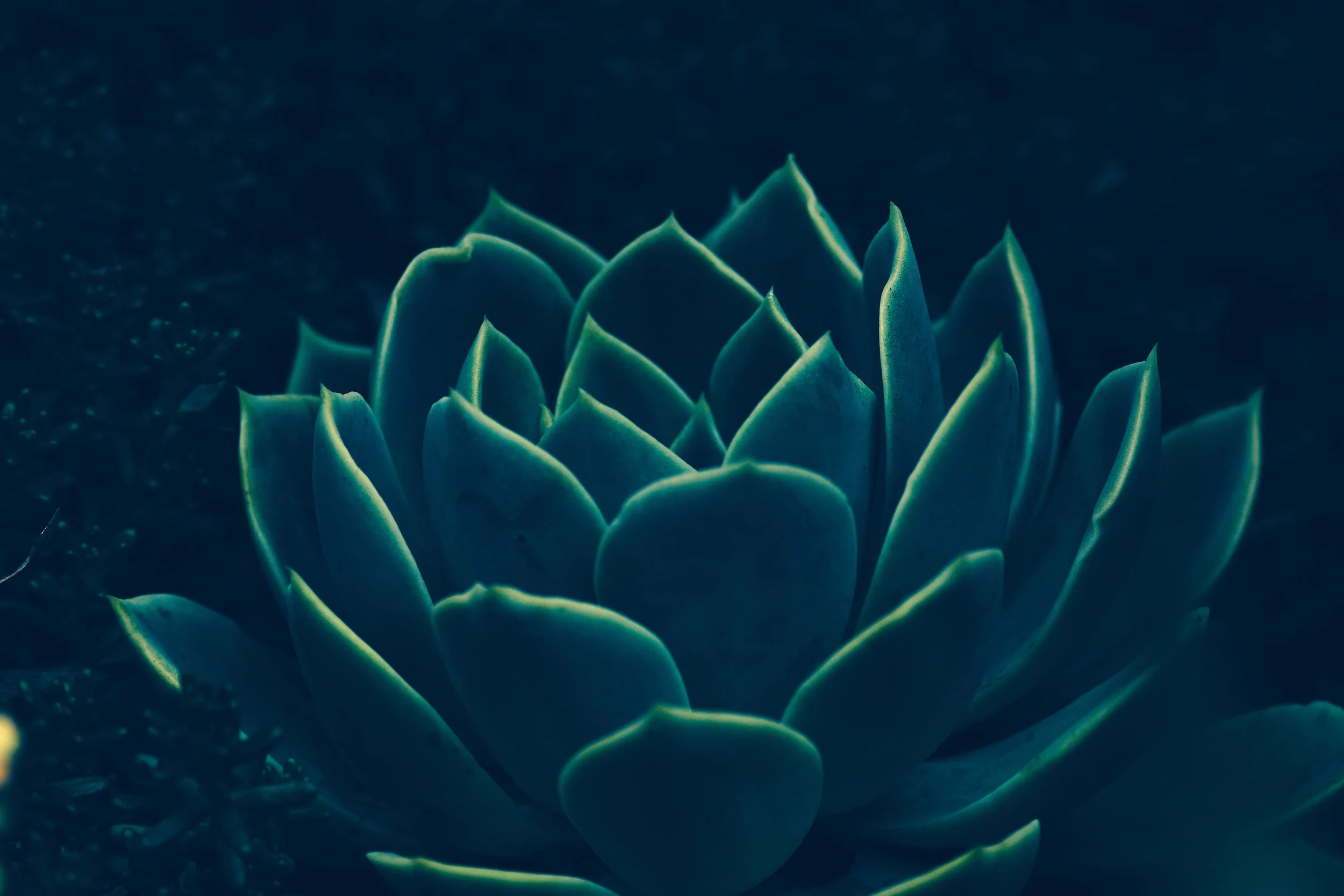 Succulents_0216.jpg