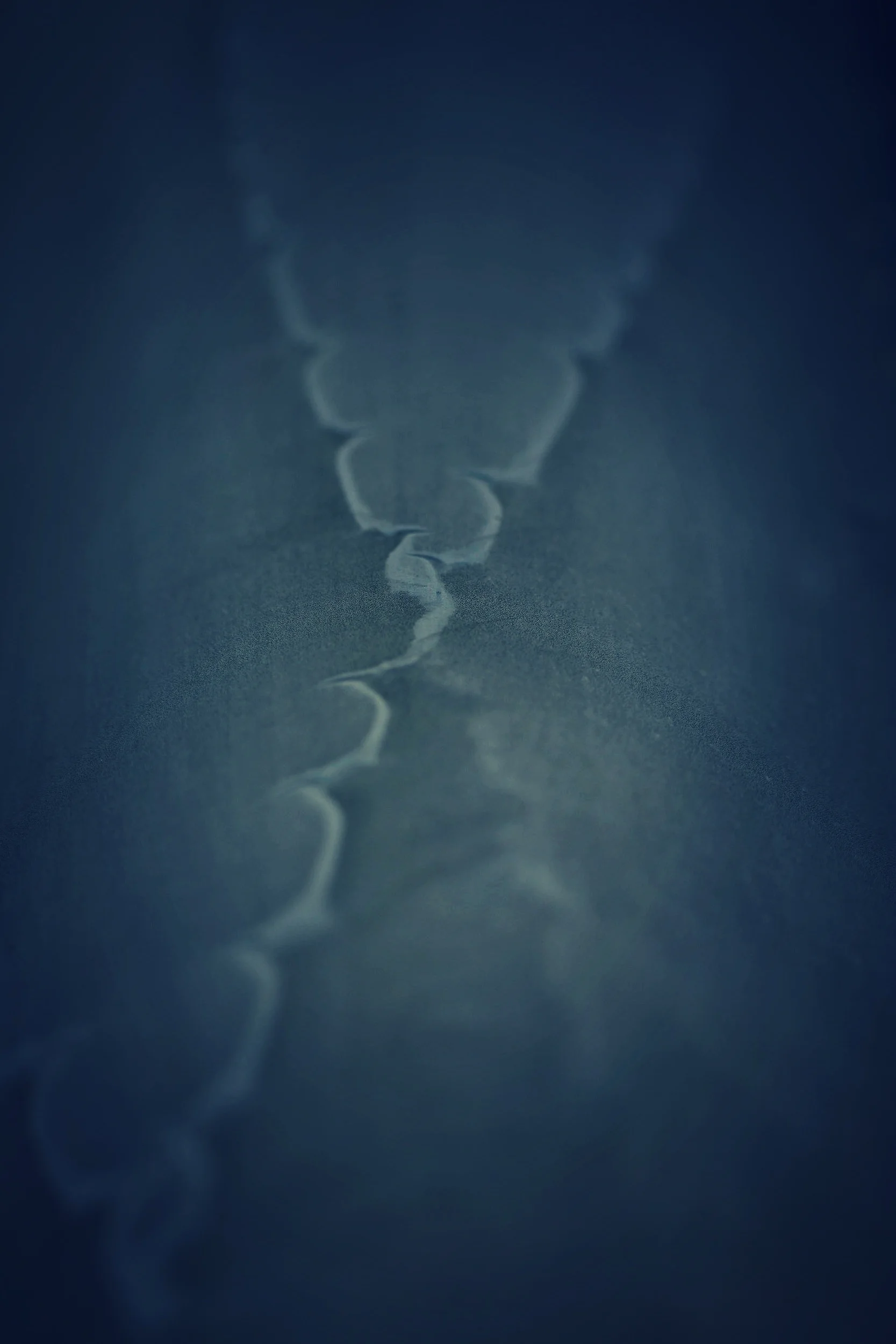 VenicePlants_1498 copy.jpg