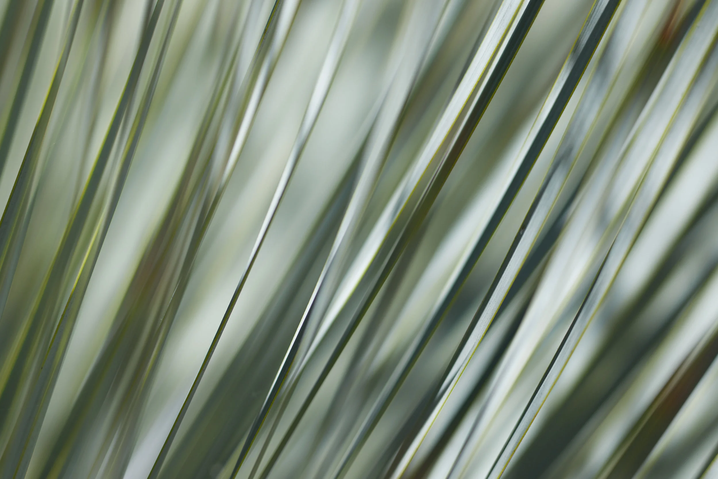 VenicePlants_1640 copy.jpg