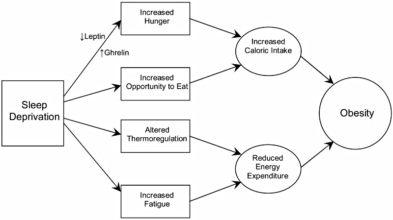How Sleep Deprivation Influences Weight Gain Obesity (Silver Spring). 2008 Mar;16(3):643-53. doi: 10.1038/oby.2007.118. Epub 2008 Jan 17.