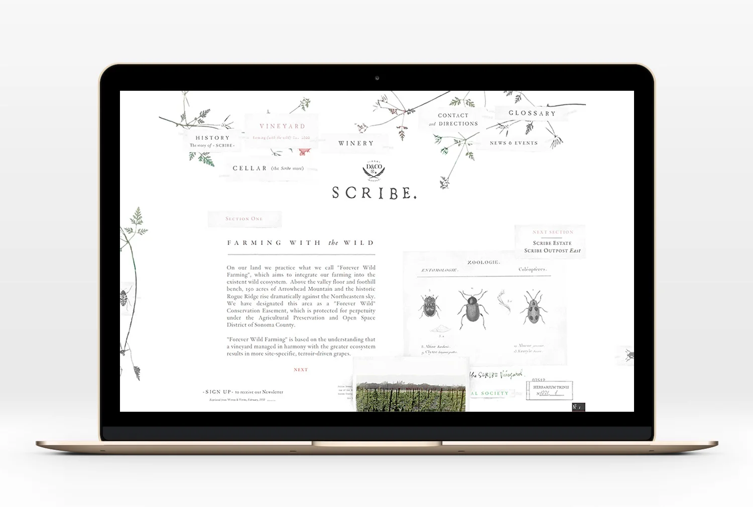Scribe-Website-01.jpg