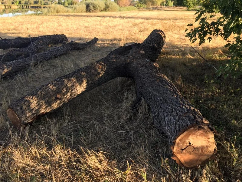 Onsite black walnut tree