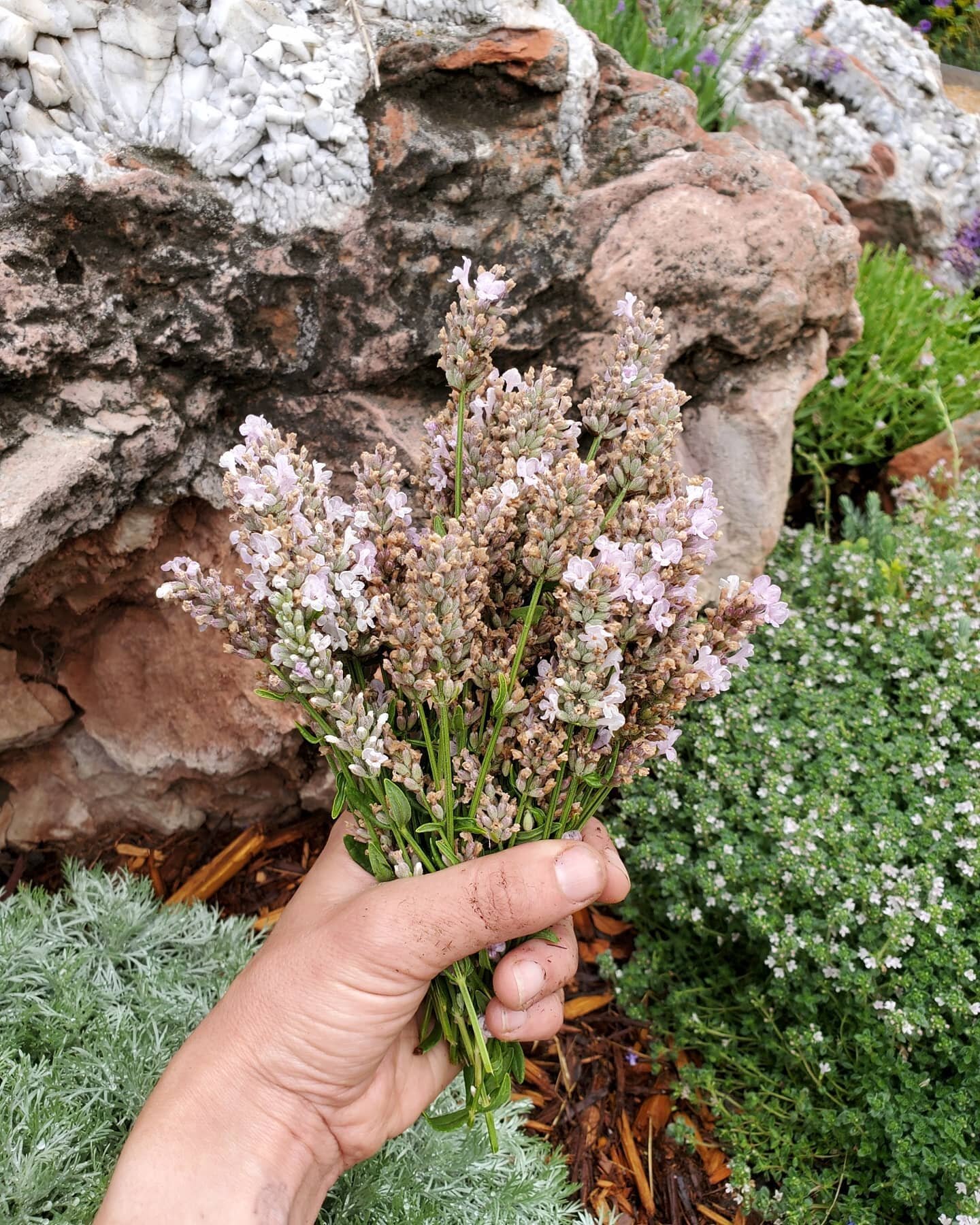 Monday garden trimmings. Now what to do with a bucket of lavender....