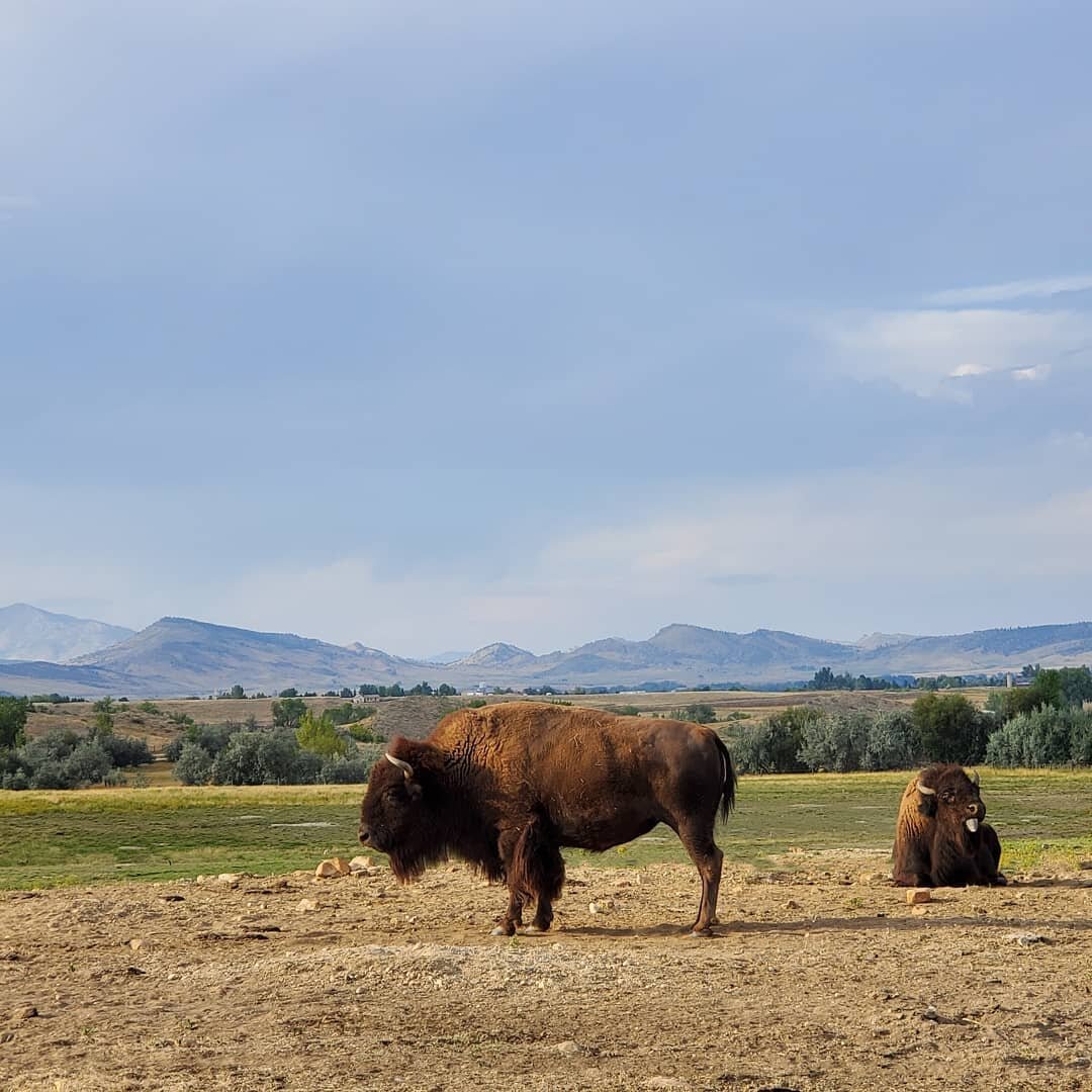 I think I won the jackpot with this new commute of mine.... love passing this herd everyday. Or at least the days they decide to come near the road and give me some sass 👅