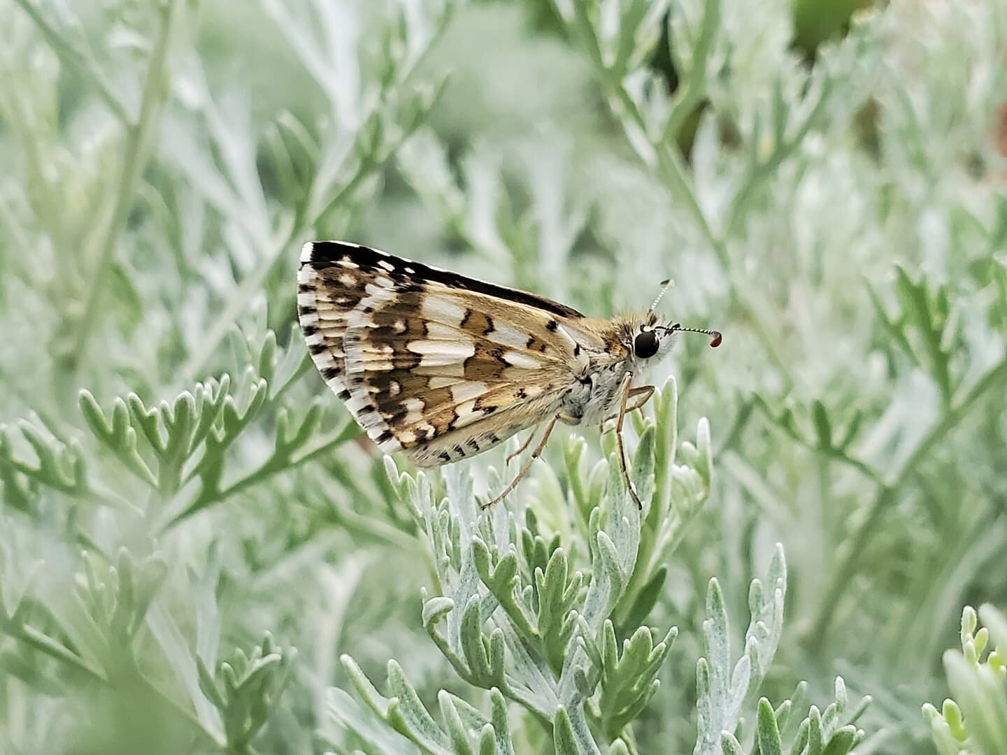 Thursday night visitor on the artemesia 'powis castle'