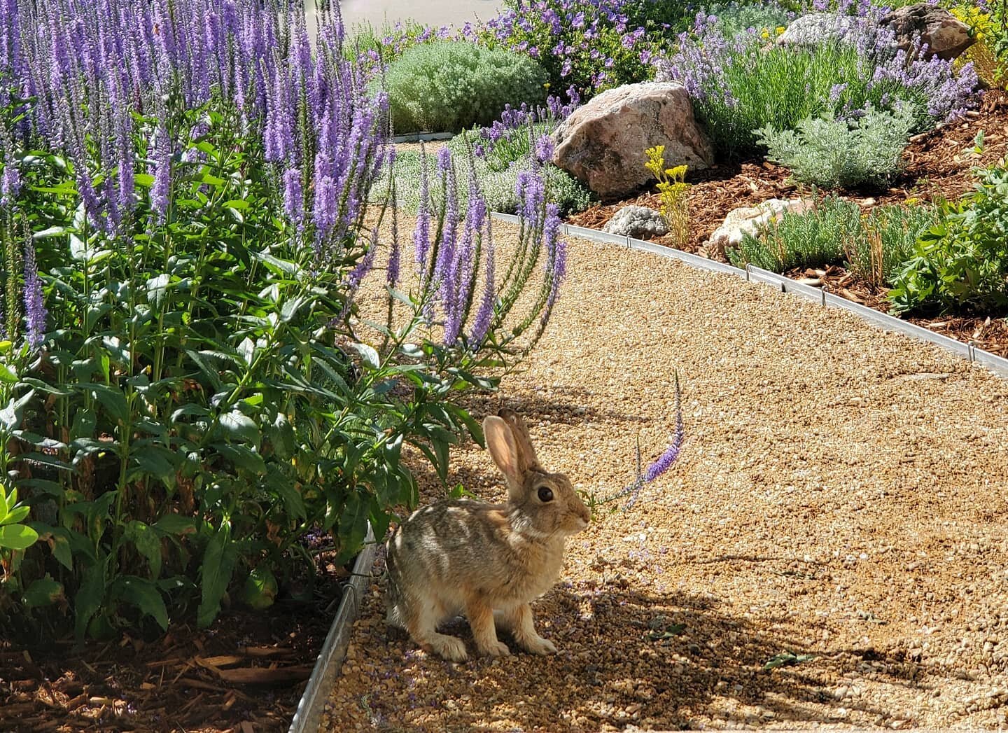 Our first bunny friend to hang out in the new garden!! 😍 He nibbles our creeping thyme and hangs out in the shady pockets between the speedwells.