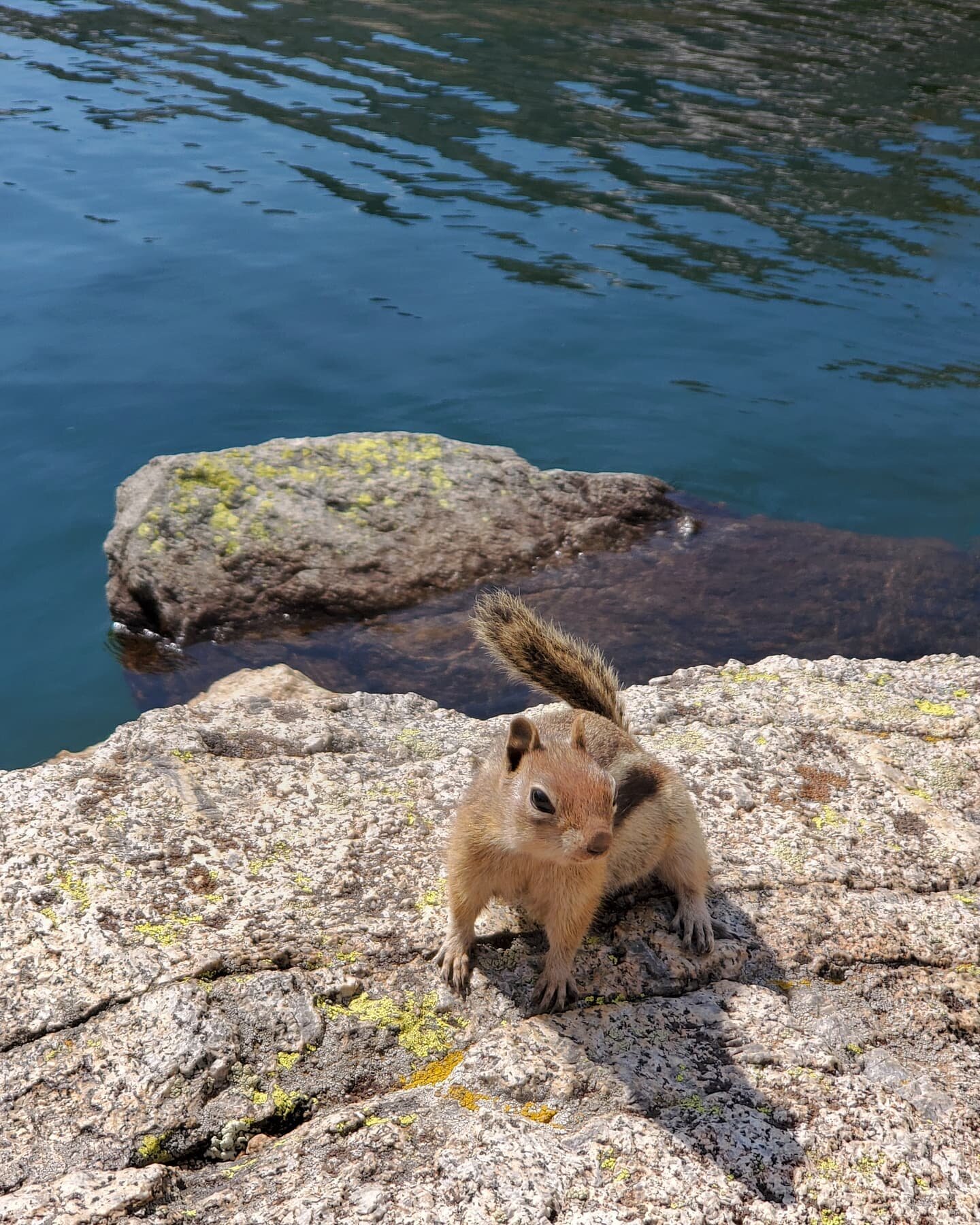 Friday fluff...and a friendly PSA to not feed these adorable and wild creatures. Going to have an aneurysm if I see any more people feeding wildlife in our parks 😵