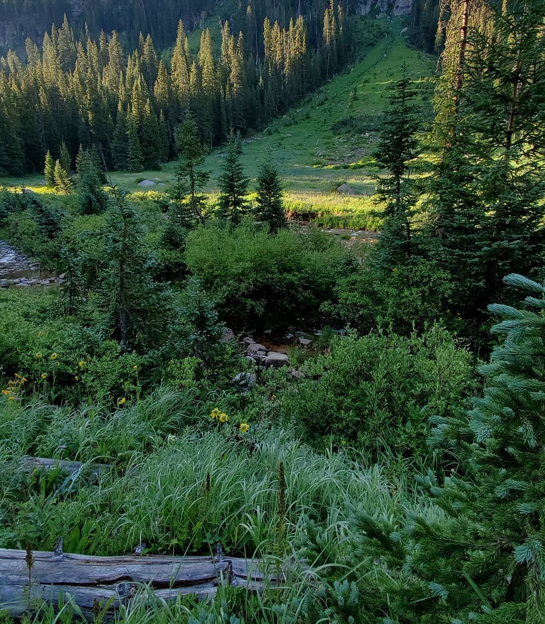 Lush layers at sunrise along Gore Creek