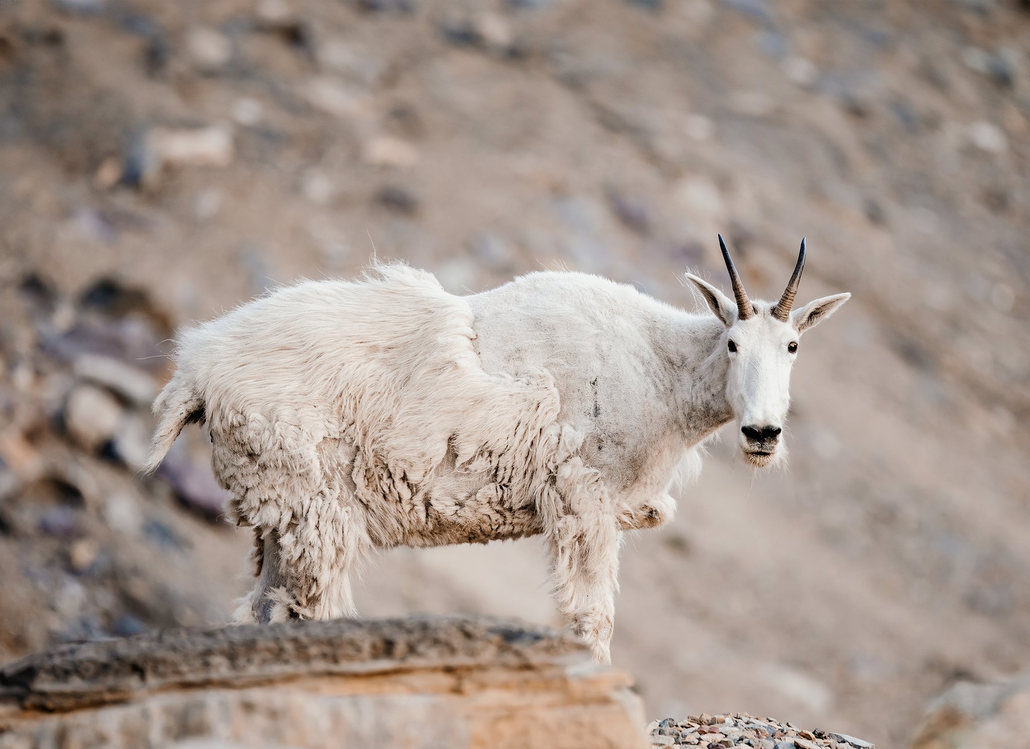 goats-3.jpg