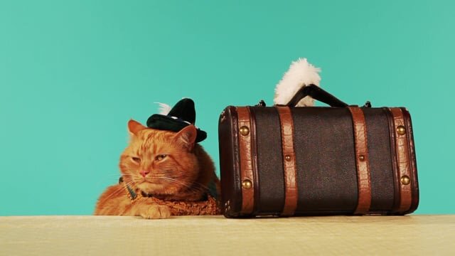 Pet