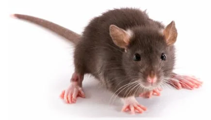 Brown rat scurrying on the groun