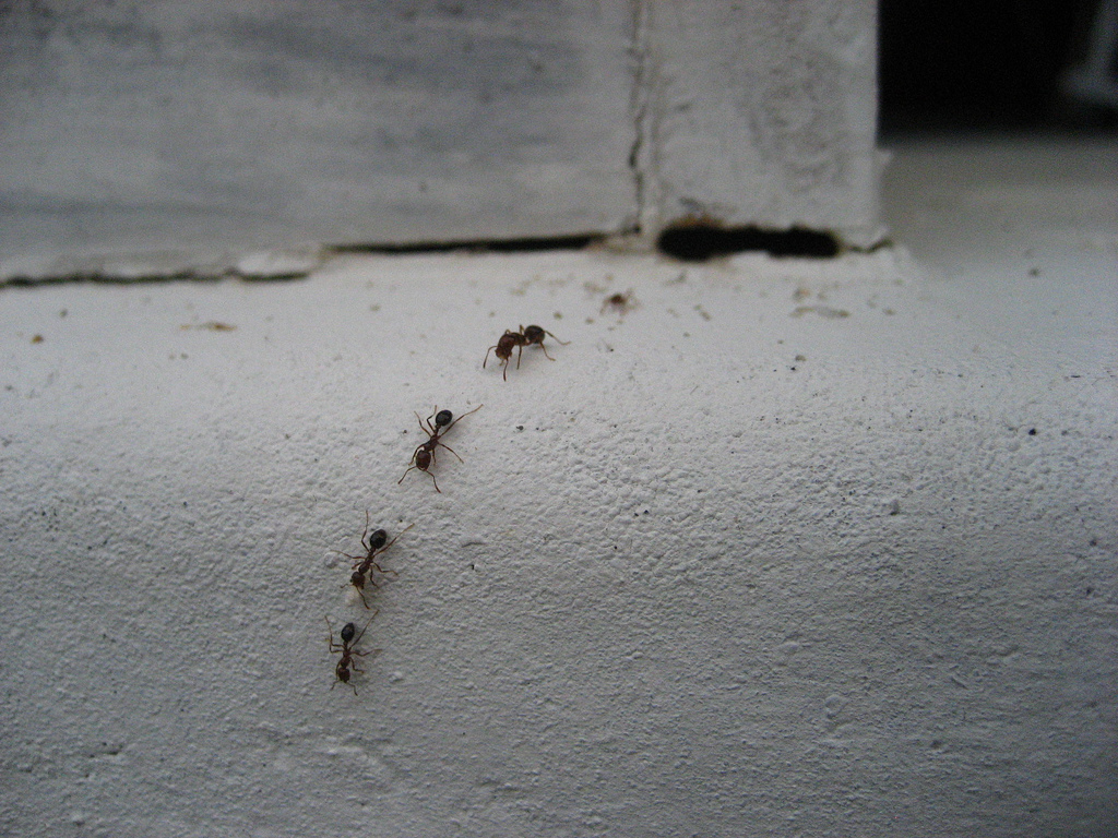 Line of ants crawling through hole in the wall