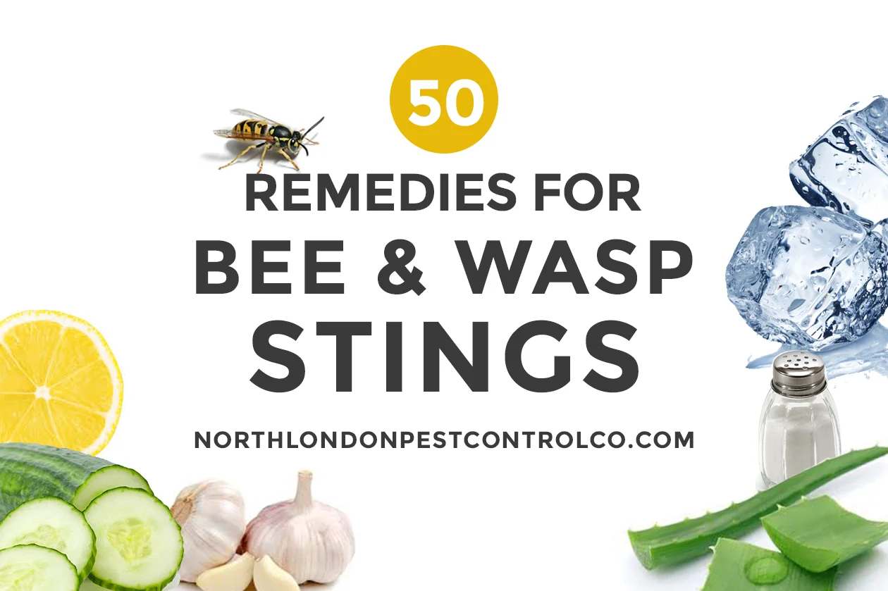 50 wasp sting remedies including cucumber, onion, lemon, salt and ice/