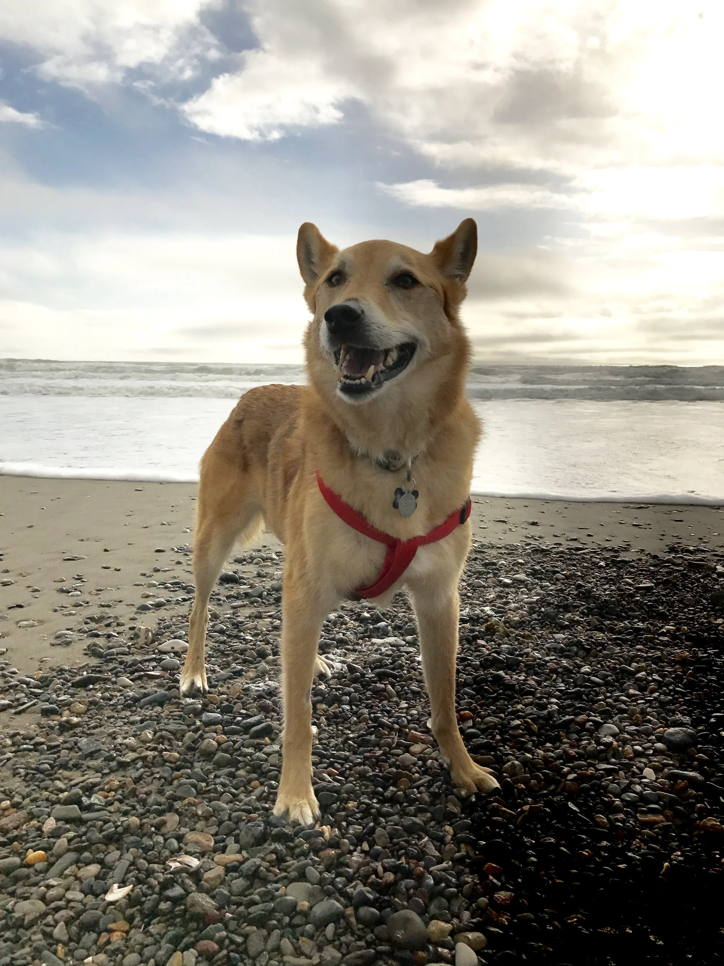 Wylie. Stinson Beach. February 4, 2017.