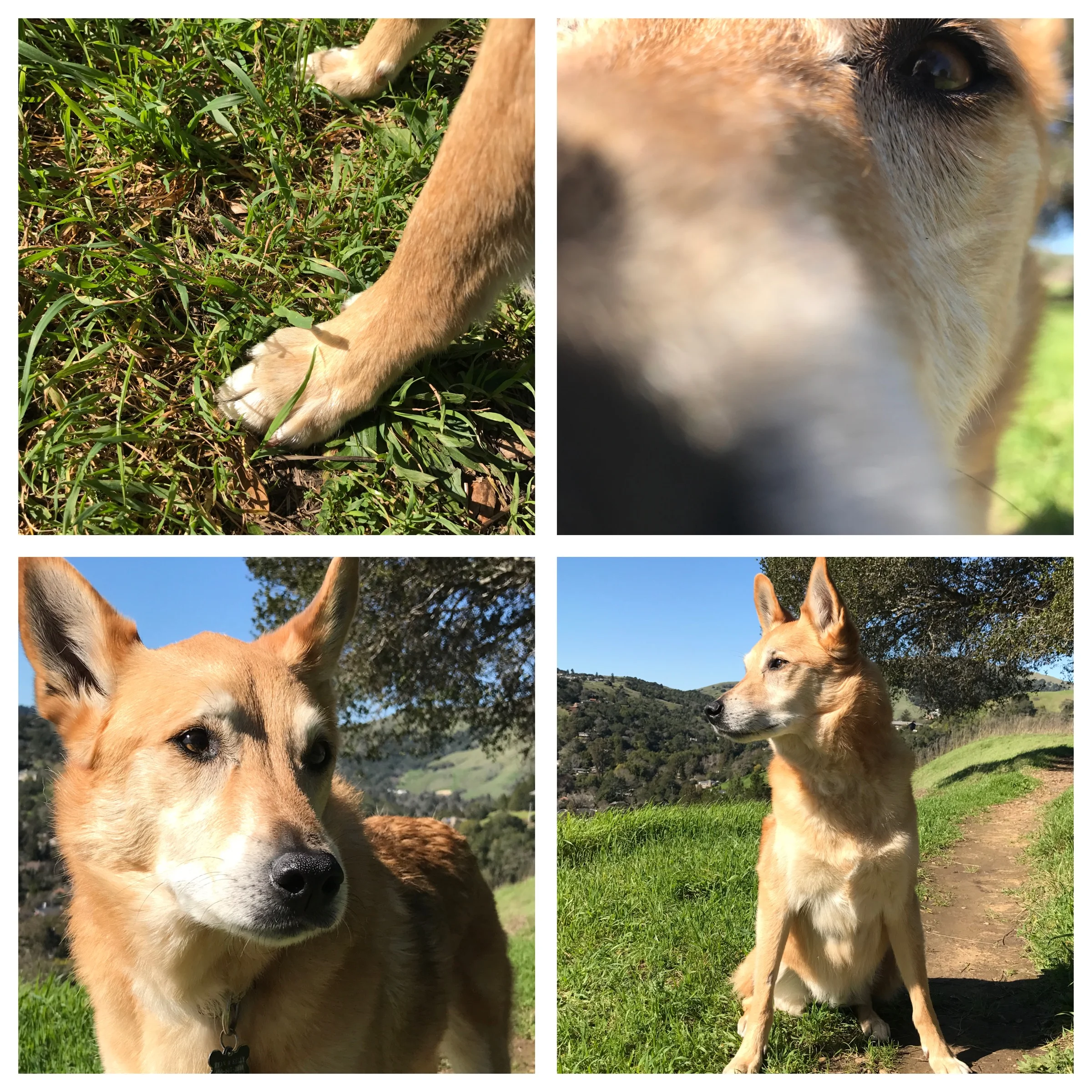Wylie's last hike. February 11, 2017.