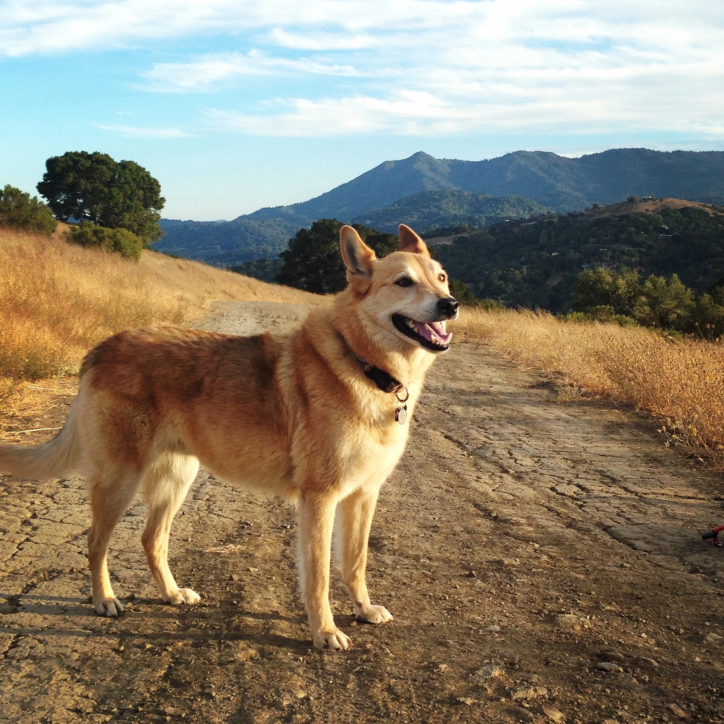 Wylie. Hiking. August 2016