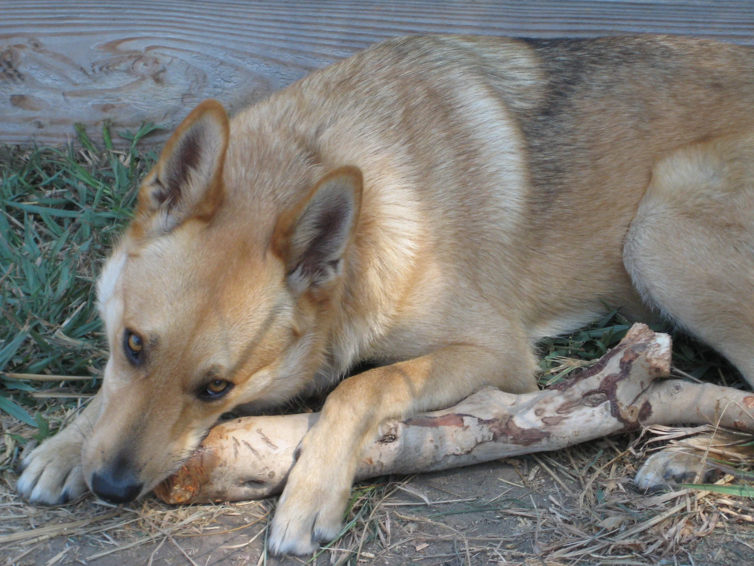Wylie with his stick.
