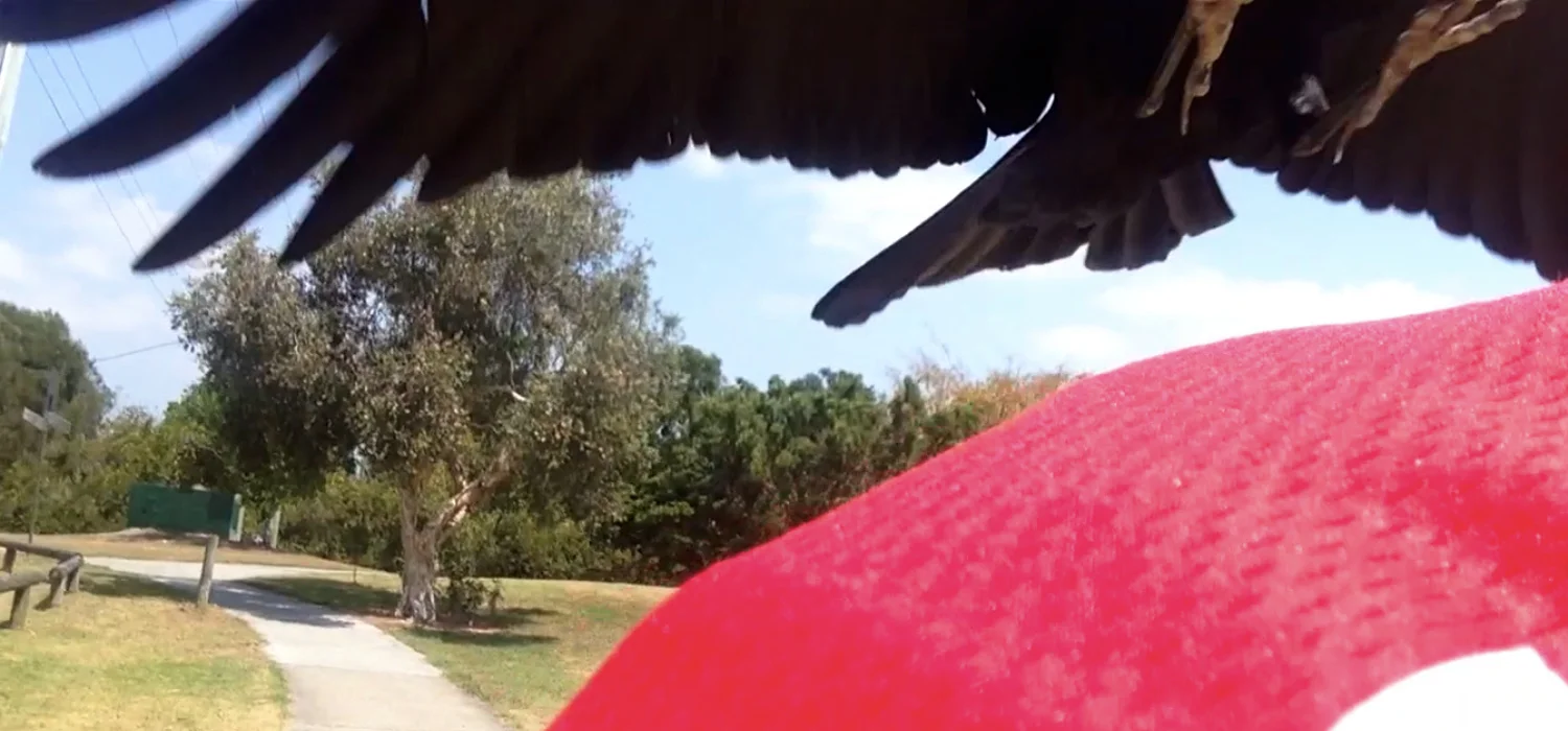 This Crow Attacks Cyclists