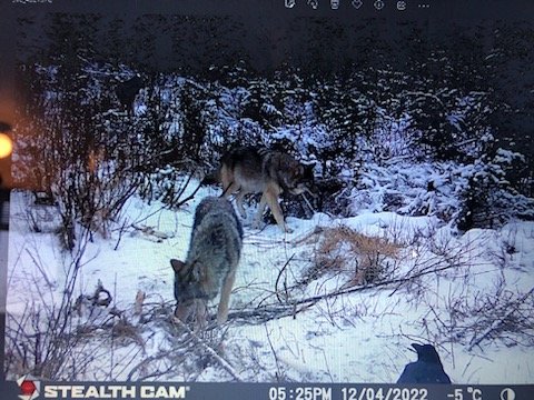 Wolf hunt.jpg