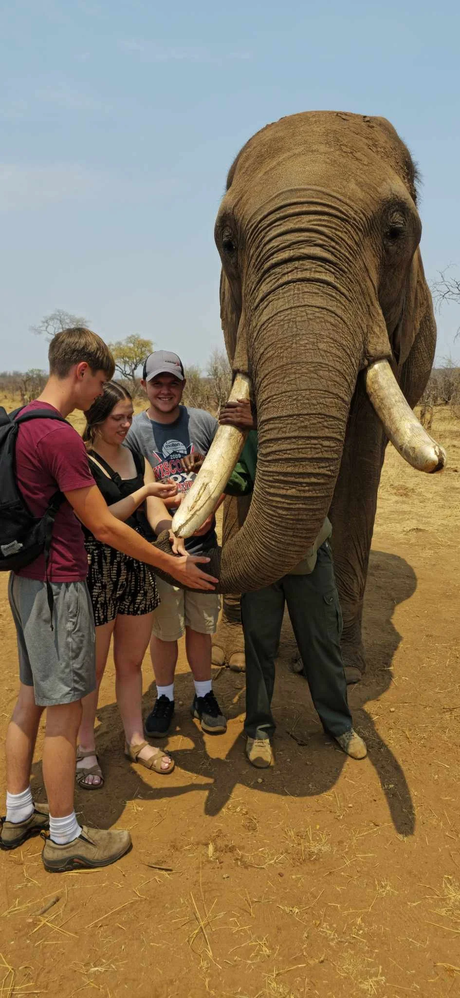 Walking with the Elephants Zimbabwe.jpeg