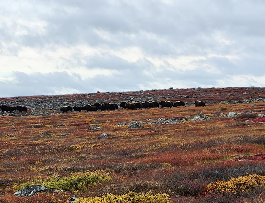 herd of musk ox.PNG