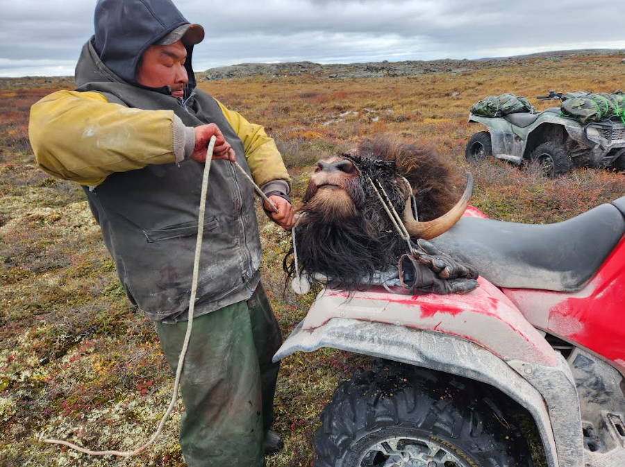 strapping the musk ox down.PNG