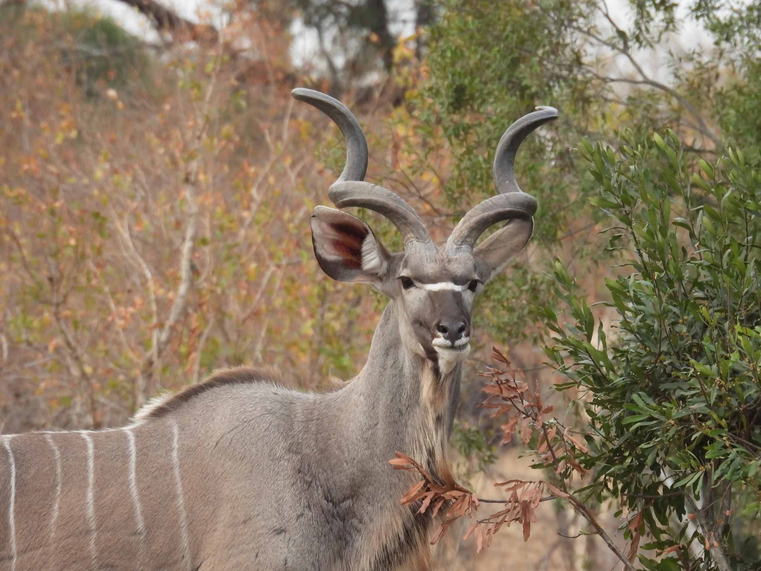 Kudu.JPG